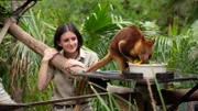 How do kangaroos live in trees? A tree kangaroo with keeper at Adelaide Zoo, Australia.