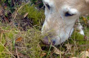 Molly, die ausgebildete Wolfsspürhündin, hilft Lea bei der Spurensuche in der Lausitz – Heimat der größten Wolfspopulation Deutschlands.