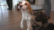 Bei Familie Mester passt Opa Dieter auf Beagle-Welpe Summer und Dackel Baron auf. Wird sich der Welpe benehmen?