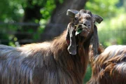 rbb Fernsehen PANDA, GORILLA & CO., TEIL 214, "Geschichten aus dem Zoo Berlin und dem Tierpark Berlin", Bei den Langohrziegen ist man guter Hoffnung, dass dem Revier noch Nachwuchs geschenkt wird.