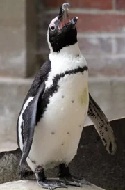 ARD/SWR EISBÄR, AFFE & CO FOLGE 168, "Zoogeschichten aus Stuttgart", am Mittwoch um 16:10 Uhr im ERSTEN. Der zahlreiche Nachwuchs bei den Wilhelma-Pinguinen ist auffällig. Kein Wunder, jedes Tier wird als eine eigene Persönlichkeit behandelt.
