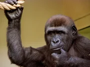 Der Gorilla Nachwuchs hat eine Scheibe vom Gehege zerstört. Nun gibt er sich ganz kleinlaut.