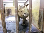 Ein Neuzugang bei den Nashörnern wird bald die Herde im Zoo verstärken.