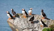 Papageitaucher gehören zu den häufigsten Brutvögeln auf den Vogelbergen am Atlantik, Norwegen.