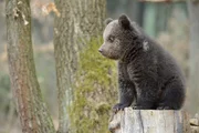 Babybär auf "Thron". Babybär auf "Thron".