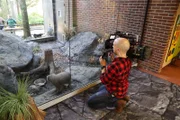 Pallas's Cat on new exhibit