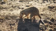 Erdmännchen.