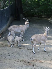 Markhor Goat is in a yard.