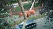 Seile helfen Eichhörnchen, um Straßen wie in Berlin zu überqueren.