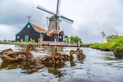 Wind mills and ducks in Zaanse Schans, Netherland. Holland Wind mills and ducks in Zaanse Schans, Netherland. Holland
