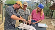 Tierreporterin Nina (r.) hilft einem Tierarzt-Team (John Peter Davies, Martial Rappo) beim Besendern eines Kappengeiers. Von dieser Art leben in Südafrika nur noch 200 Individuen in freier Wildbahn.