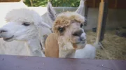 Alpaca Baby.