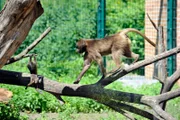 rbb Fernsehen PANDA, GORILLA & CO., TEIL 213, Geschichten aus dem Zoo Berlin und dem Tierpark Berlin, Streit um den Nachwuchs - den gibt es auch bei den Dscheladas im Tierpark. Allerdings konkurrieren hier die ranghöheren Pavian-Weibchen mit den rangniederen. Vereinzelt gerät das untereinander praktizierte Kidnapping zur Lebensbedrohung für die Affenbabys.