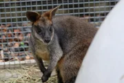 Kangaroo on Exhibit,