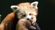Red Panda