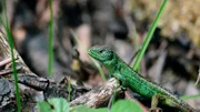 NDR Fernsehen EXPEDITIONEN INS TIERREICH, "Wildes Deutschland - Der Teutoburger Wald". Farbenpracht: Eine Zauneidechse in seinem Revier hält Ausschau nach einem Weibchen.
