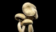 Magic Mushrooms, Zauberpilze heißen sie auch wegen ihrer halluzinogenen Wirkung