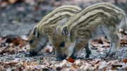 Immer hungrig: Zwei Wochen alte Frischlinge suchen nach Bucheckern.