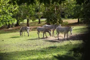 Zebras are on exhibit.