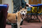 Dingo im Klassenzimmer.
