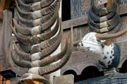 Büffel spielen für den Totenkult der Toraja eine große Rolle. Sie gelten als Bindeglied zwischen der Welt der Lebenden und der Toten und werden bei der Zeremonie geopfert.