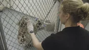 Um die Giraffenpopulation im Bronx Zoo stabil zu halten, bekommen die Paarhufer in New York Verstärkung aus Indianapolis. Dabei lastet schon ein gewisser Druck auf Neuzugang Mashengo. Denn seit Jahren hat es mit Nachwuchs im Giraffengehege leider nicht geklappt! Vielleicht helfen ja schmackhafte Blätter des Maulbeerbaums, damit Männchen Mashengo bei Laune bleibt? Auch in dieser Folge: Tierärztin Dr. Colleen McCann hofft bei den Borkenratten auf einen Baby-Boom, Zoodirektor Jim Breheny geht auf Entenjagd und der Lebensraum der afrikanischen Spaltenschildkröten bekommt eine Komplettsanierung.