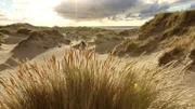 Spezialist an der Küste: Die Wurzeln des Strandhafers geben den Dünen Halt und Festigkeit.