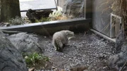 Pallas's Cat on new exhibit.