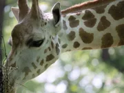 Giraffe on exhibit