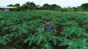 Der brasilianische Forscher Newton Falcao stellt fest: Mit Hilfe des natürlichen Superdüngers „Terra Preta“ wachsen die Papaya viel schneller.