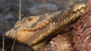 Ein Krokodil neben einem Kadaver.  Die bis zu vier Meter großen Nilkrokodile ernähren sich mitunter auch von jungen Flusspferden.