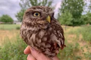 Ein Steinkauz kurz vor seiner Freilassung in der Eifel