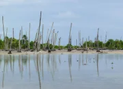Folgen des Klimawandels in Kiribati: Aufgrund des Anstiegs des Meeresspiegels haben die Wurzeln dieser Palmen im Sudsee-Staat Kiribati keinen Zugang mehr zu Süsswasser.(Copyright SRF)