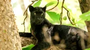 Ein schwarzer Panther wie Baghira thront auf einem Baum.