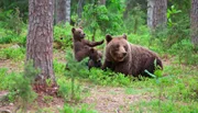 Braunbärmutter mit ihrem Jungen in der Taiga, Finnland.