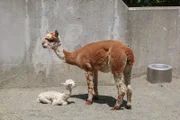 Alpaca Baby and Mom.