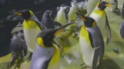 King penguins on exhibit.
