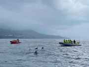 Horta/Faial/Azoren/Portugal. Whalewatching mit den Passagierinnen Ina und Petra Mahlberg und den Guides Sara Vieira (Marine Biologist) und José Gomes Pereira (PhD Marine Biologist).