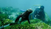 Touristenführer Mathias Espinosa betrachtet eine Meerechse unter Wasser. Diese Tiere sind die einzigen Echsen der Welt, die ins Wasser steigen, um Algen zu fressen.