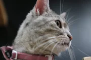 A cat looks off to the side.