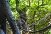 Baby Mandrill and Mother are in a tree.