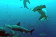 Das Symbol von Cocos Island: Hammerhaie am Tauchplatz Roca Sucia