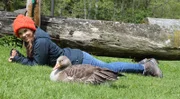 Die Graugans hat ganz graues Gefieder. Sie gehört zur Familie der Entenvögel.