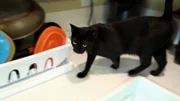 Katze auf der Arbeitsplatte.