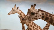 Giraffes on exhibit at Carter Giraffe Building
