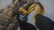 Great Hornbills on perch.