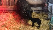 Nachwuchs auf dem Zoobauernhof: Erst wenige Minuten alt ist das Lämmchen, das auf Meyers Hof frisch geboren wurde. Tierpflegerin Manja Fuhrmann kümmert sich um die Geburtsnachsorge bei Mutterschaf und Lamm. Das Neugeborene ist noch ziemlich schwach und bringt gerade mal 2,6 Kilo auf die Waage, üblich sind vier Kilo. Jetzt ist es lebenswichtig, dass das winzige Schafbaby die Milchquelle bei seiner Mutter findet, damit es sich stärken kann. Manja muss Starthilfe geben.