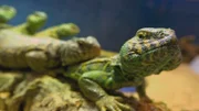 Uromastyx is in an enclosure.