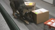 Ein Spürhund findet Drogen.