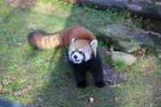 Panda-Dame Willow.